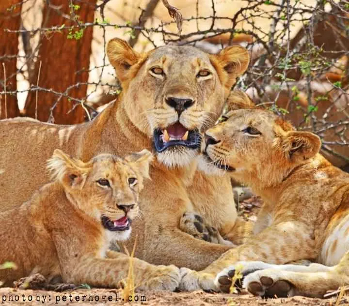 Romantic Uganda safari landscape for couples