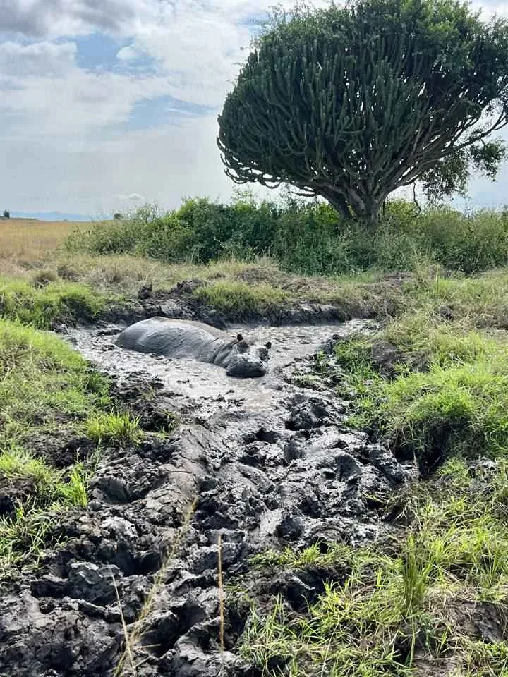 Extended Uganda hiking and wildlife safari route