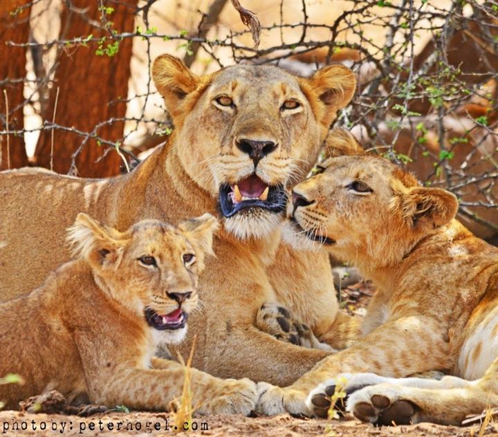 Romantic safari experience