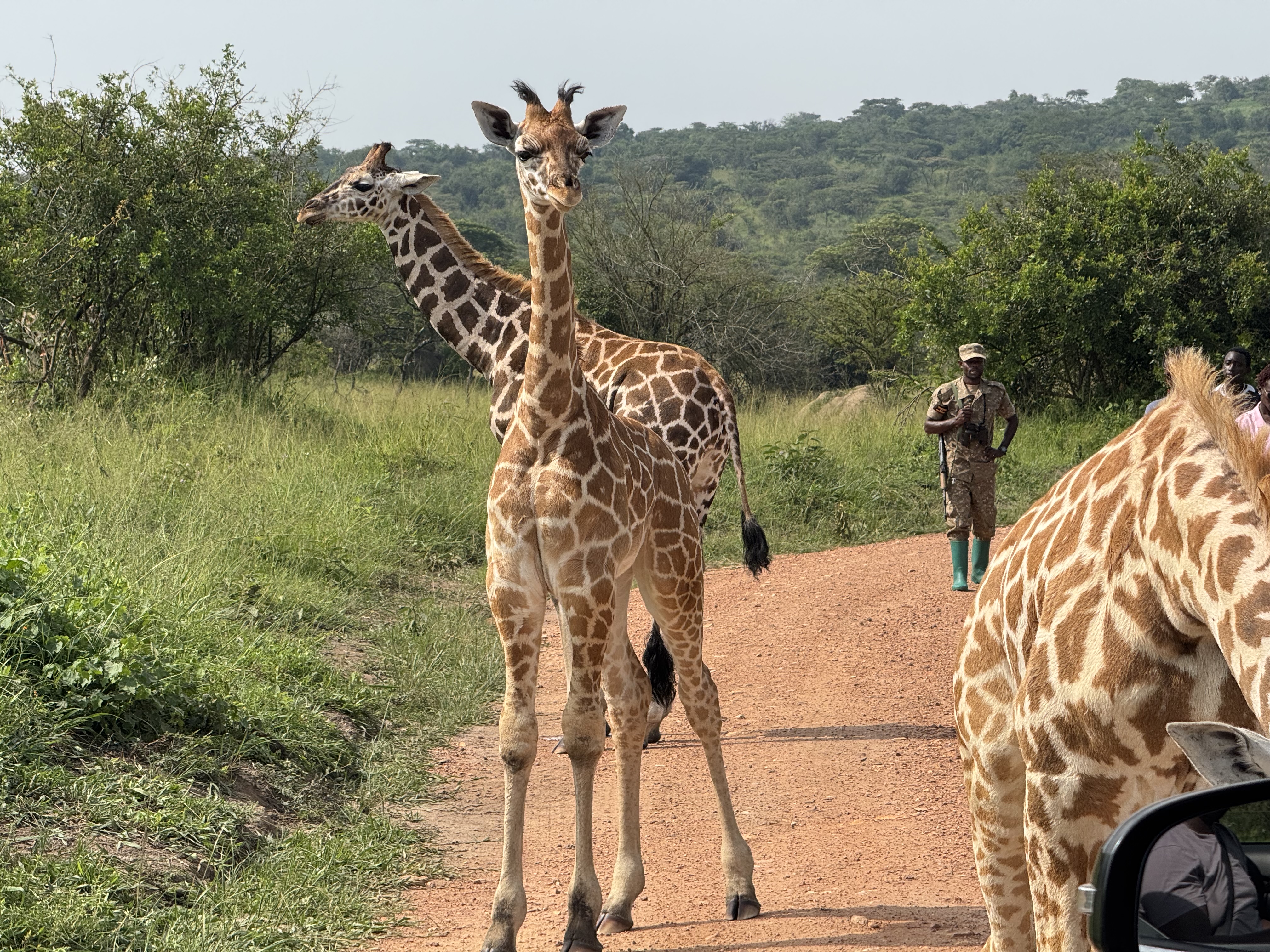 Guided walking safari in Lake Mburo National Park for families in Uganda