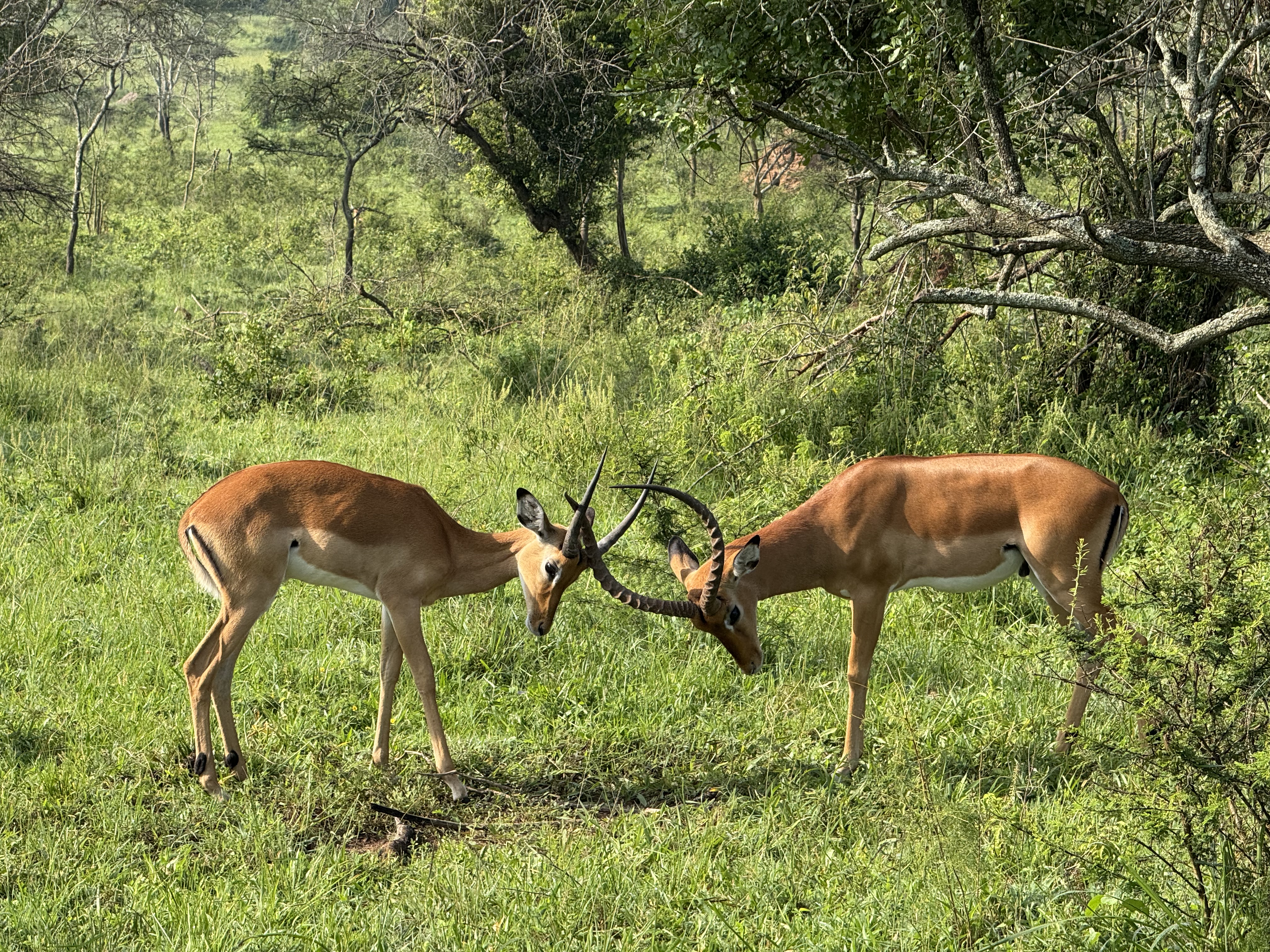 Guided walking safari experience in Lake Mburo National Park