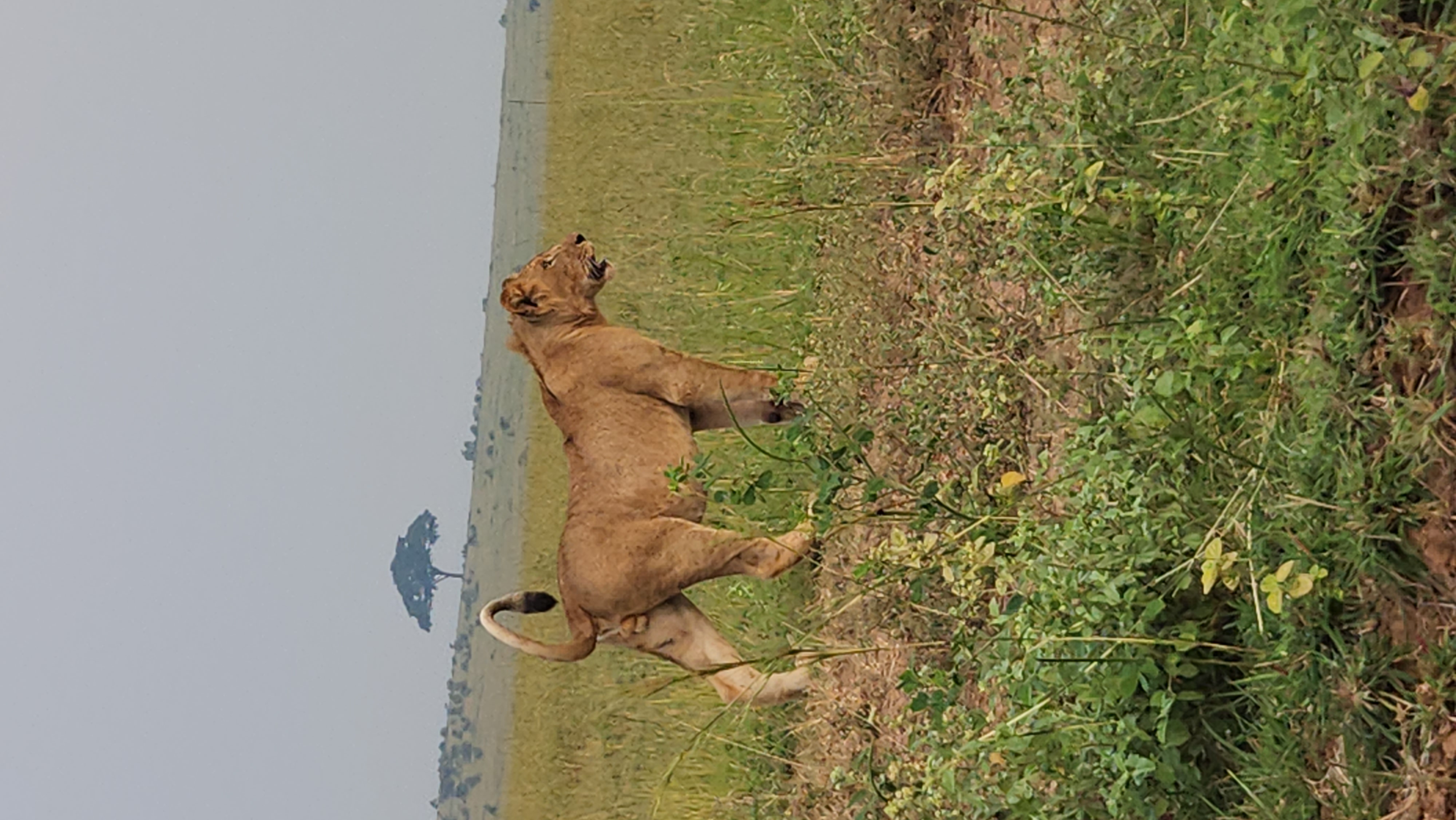 Wildlife in Queen Elizabeth National Park