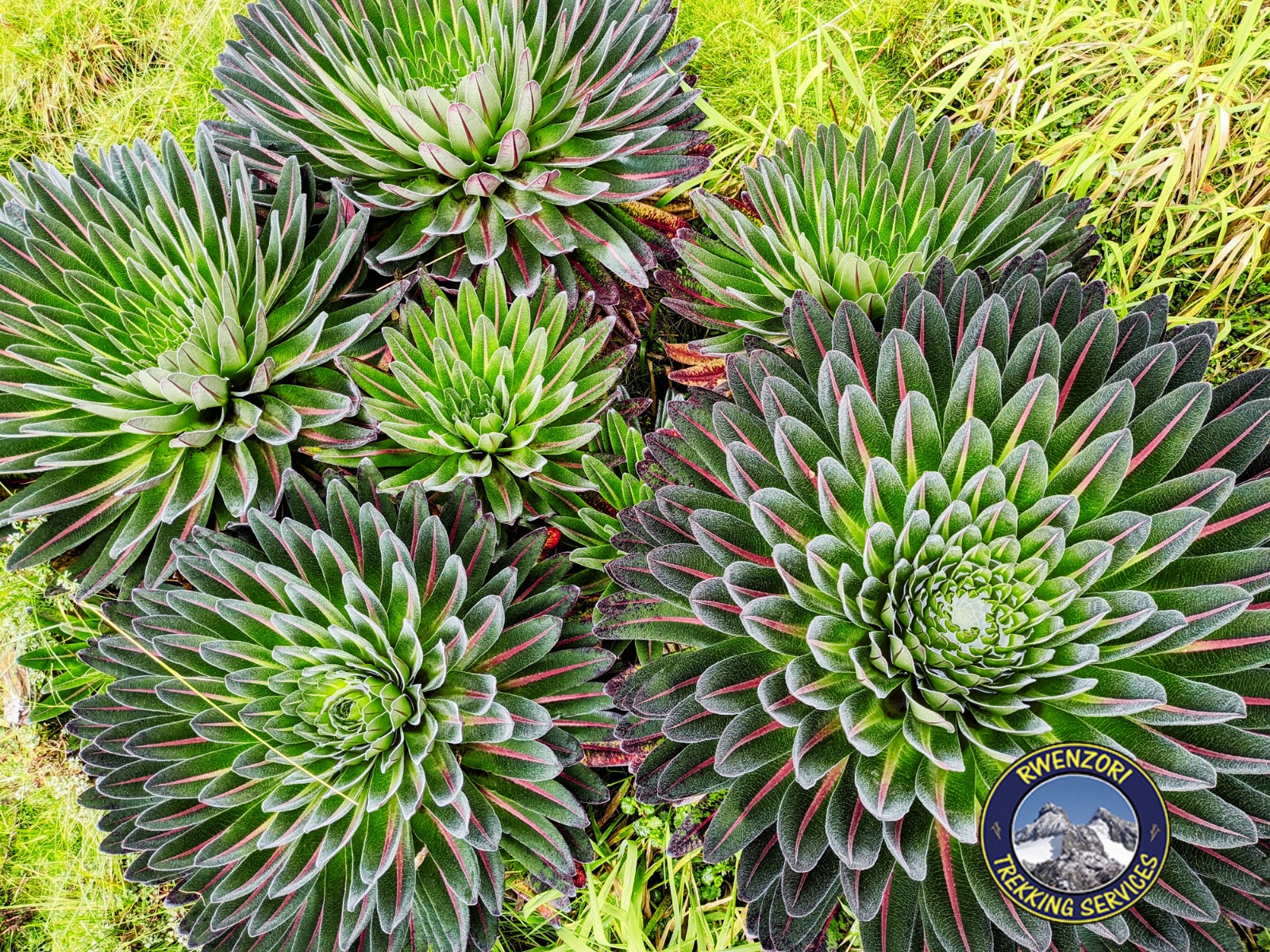 Young lobelias in the Rwenzori mountains