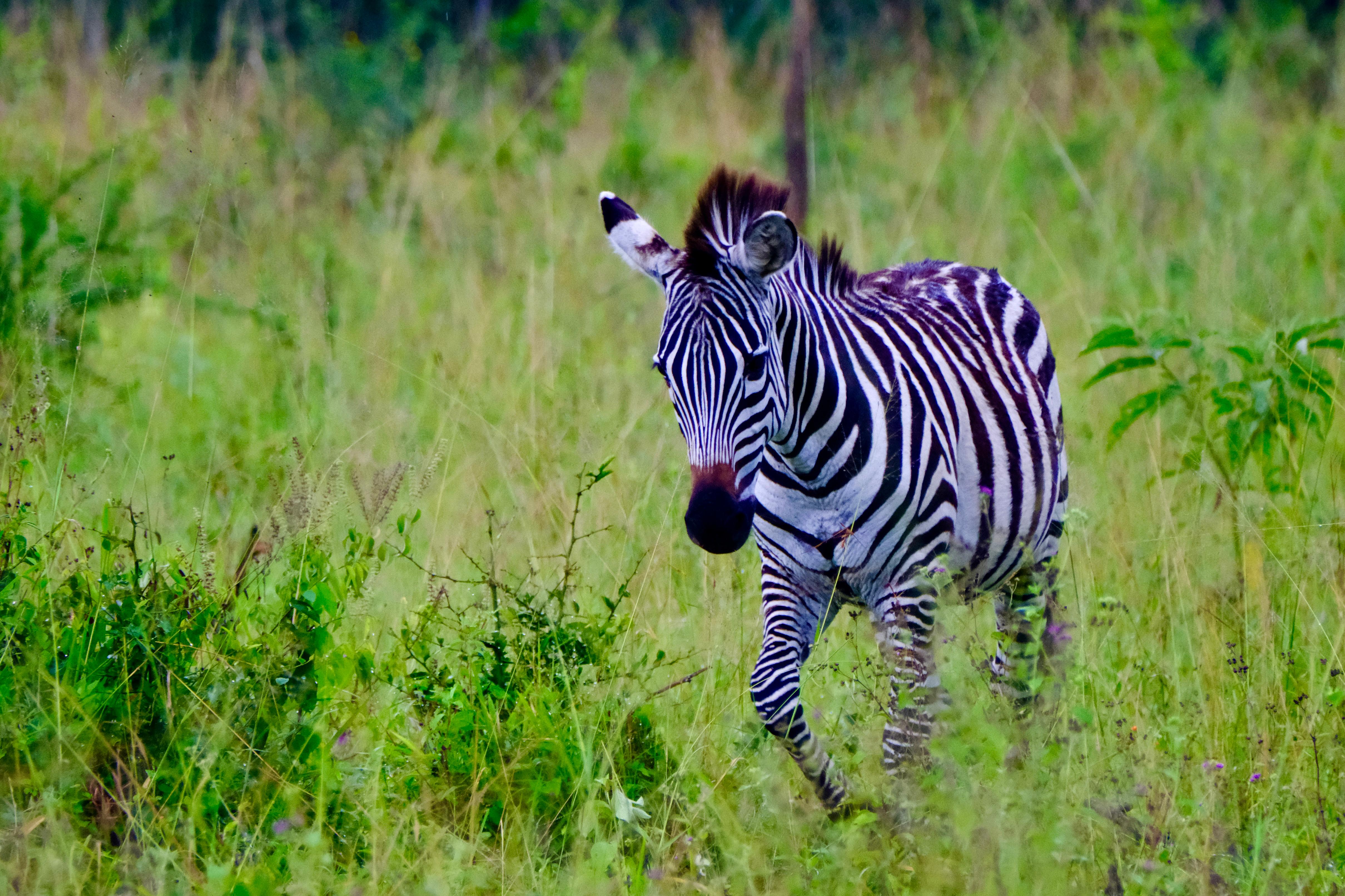 Zebras on open grassland in Lake Mburo National Park