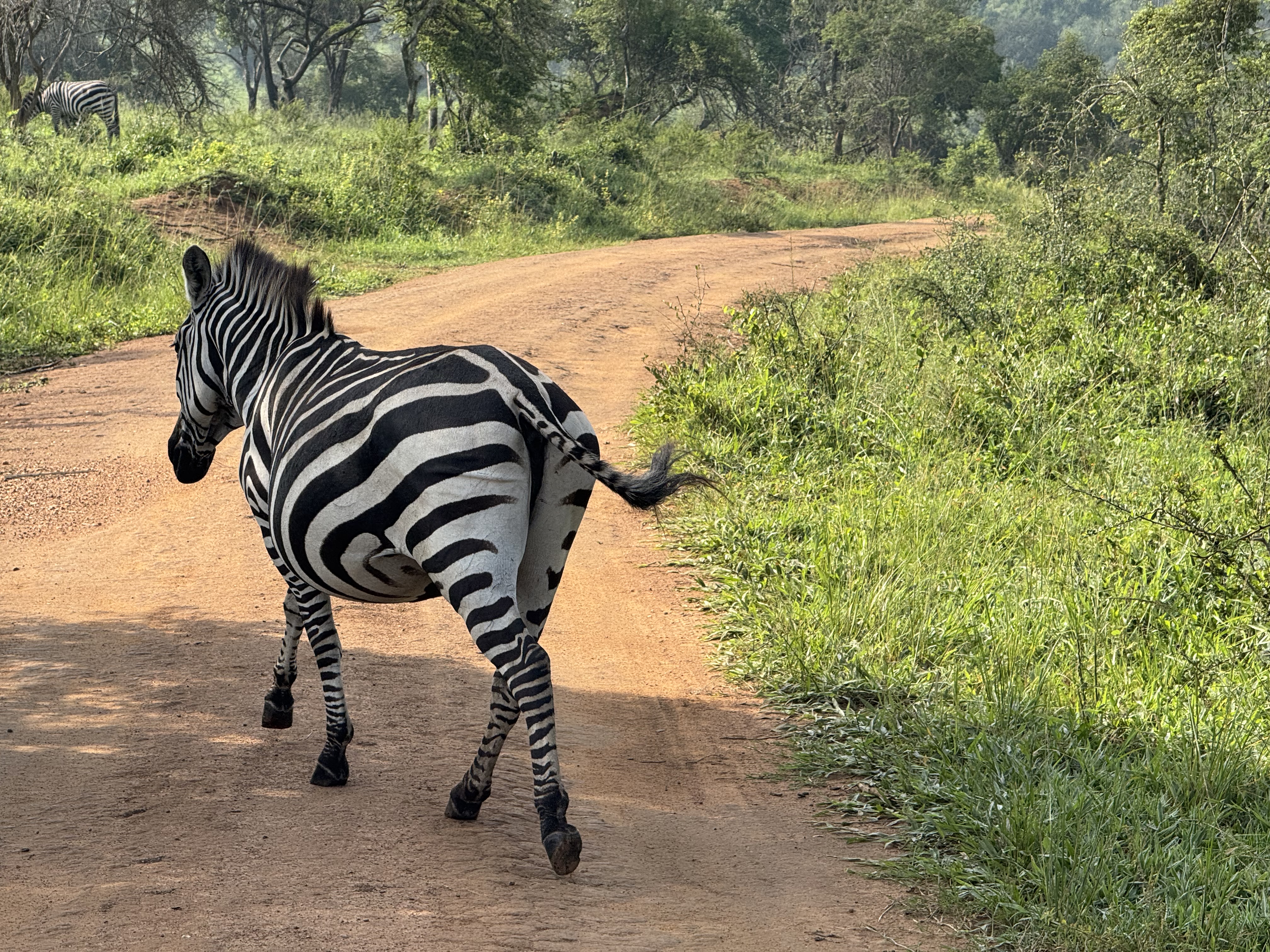 zebra in Lake Mburo